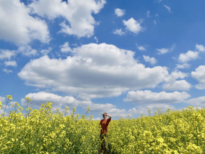 Rapsblüte Woblitzsee Wesenberg