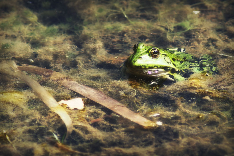 Teichfrosch