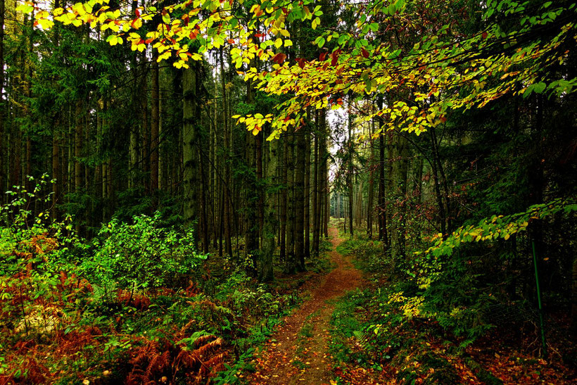 Wandern in Weiskirchen