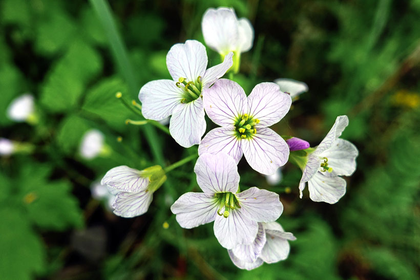 Wiesenschaumkraut