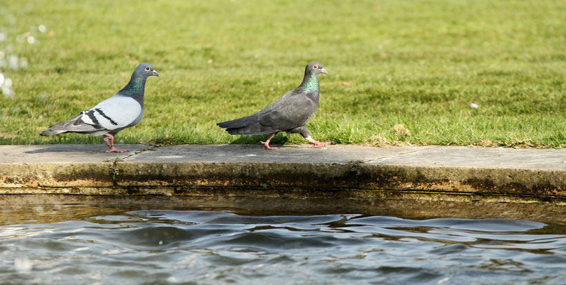 Tauben aus Wiesbaden (2015)