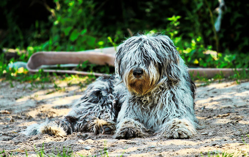 Bergamasker Hirtenhund