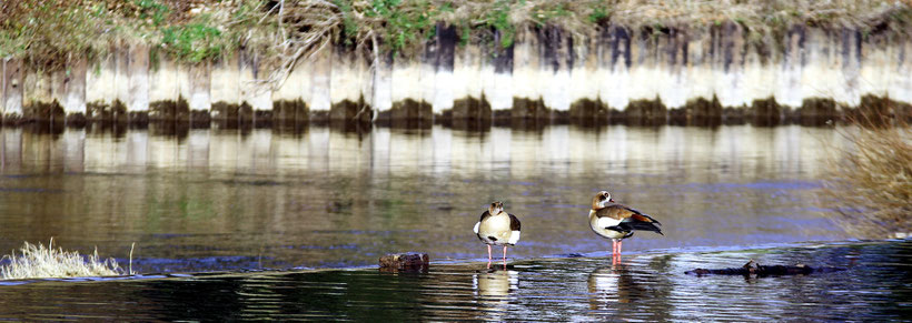 Nilgänse auf der Lahn bei Limburg (2014)