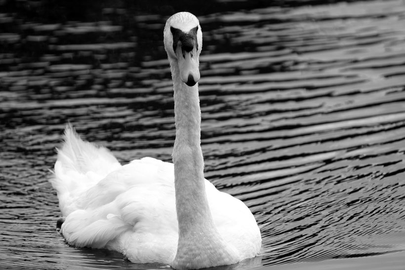 Schwan Weiskirchen Kurpark