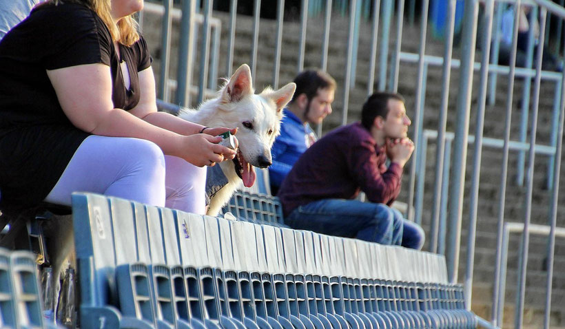 Saarland Hurricans Saarbrücken Ludwigsparkstadion