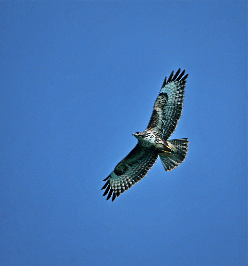 Wespenbussard