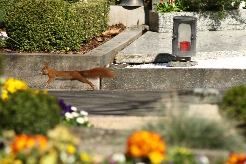 Hauptfriedhof Würzburg