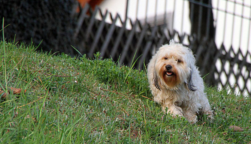 Hund im Holzbachtal-Stadion in Weiskirchen