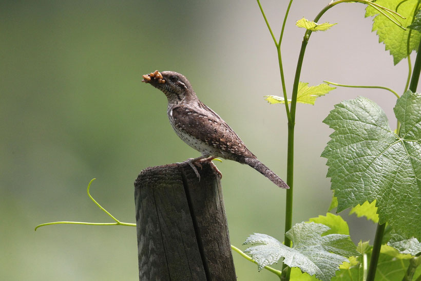 Wendehals mit Ameisenlarven im Schnabel