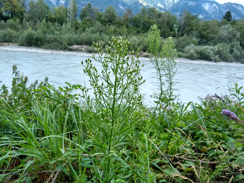 Kanadisches Berufkraut als invasiver Neophyt am Ufer des Alpenrheins