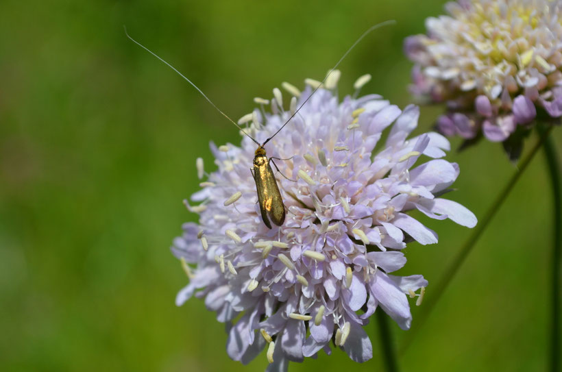 Skabiosen-Langhornmotte, Wiesen-Witwenblume