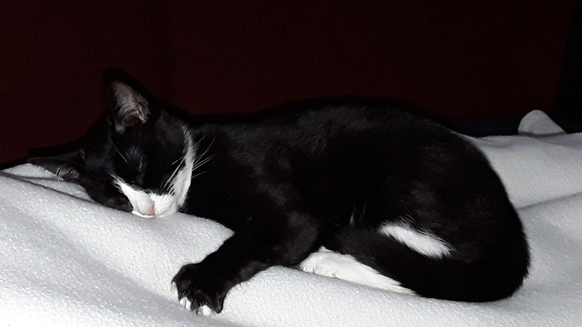 Katzenmädel Lilly nach dem Besuch in der Tierklinik