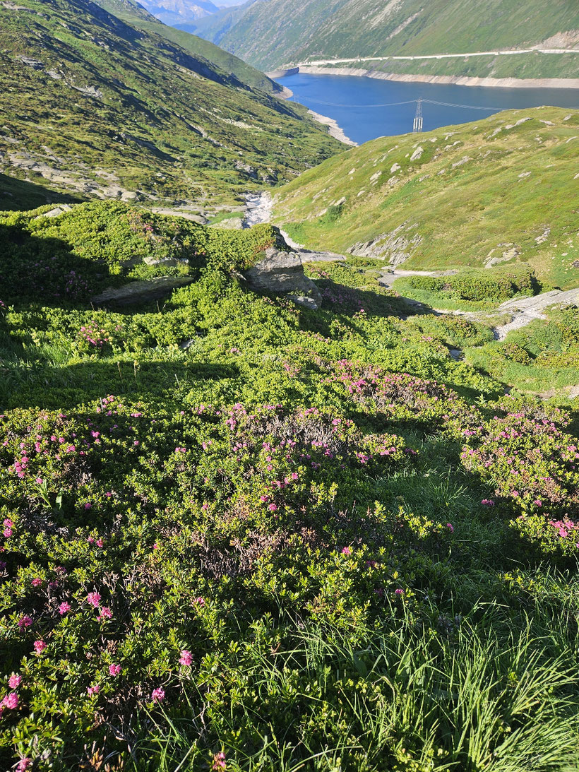 Alpenröschen überm La di Santga Maria.