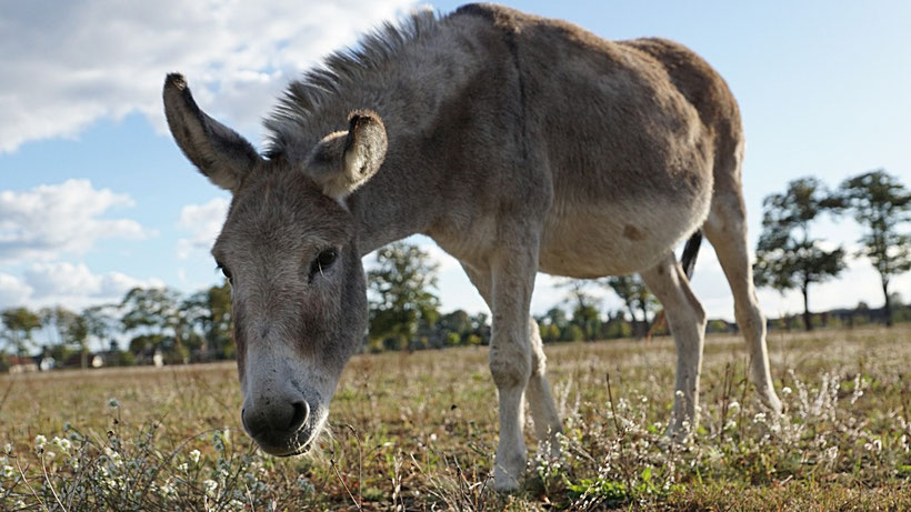 Esel - Esel Workshops - Esel Kurse - Esel Fotogalerien