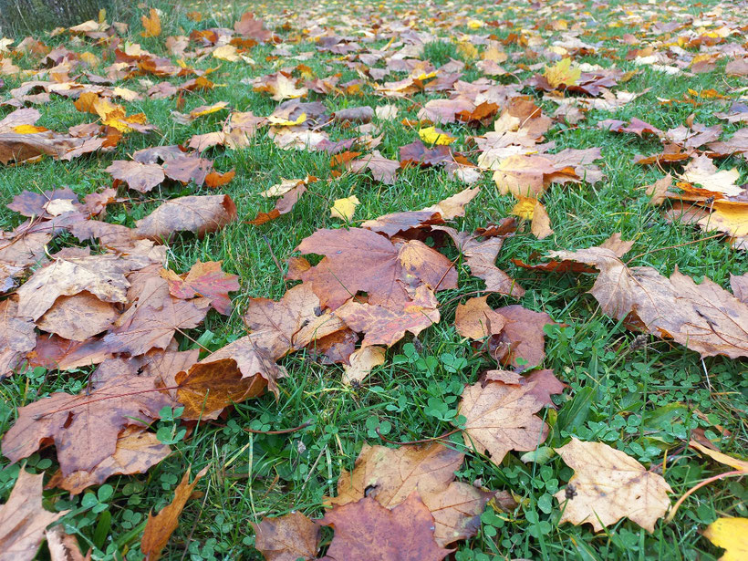 Laub_im_Herbst