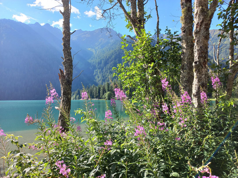 Antholzer_See_mit_Blumen_im_Vordergrund