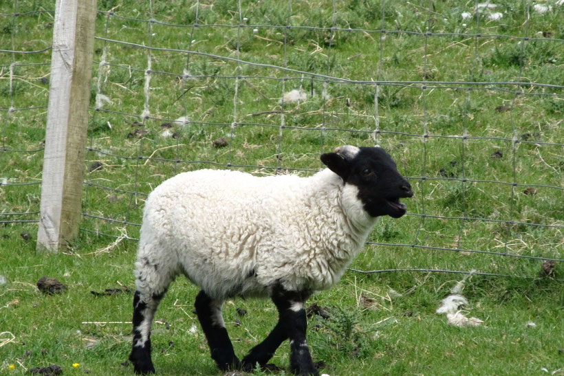 Will my wool be turned into Harris Tweed, too? ;-)