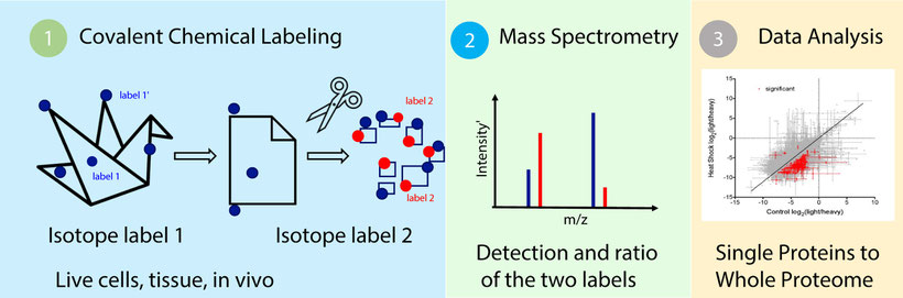 3D Proteome Platform technology. Covalent chemical labeling, mass spectrometry, data analysis