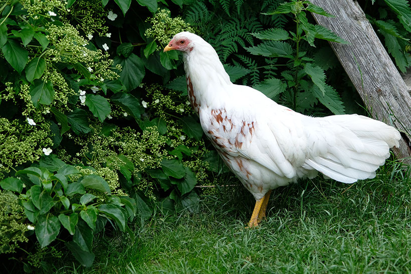Yokohama, Hahn, Huhn, Rasse, Standard, Zucht, Weiß Rot_Yokohama_Pawlowskaja_Hühner_Zucht_Sumatra_Rasse