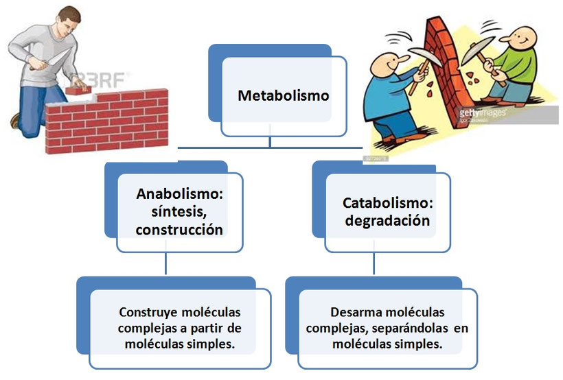 El metabolismo Página web de bioamerica6