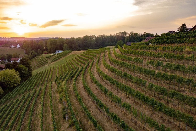 Fly and Wine, Helikopterflug mit Weindegustation,Weingut Bachmann, Stäfa, Reblage