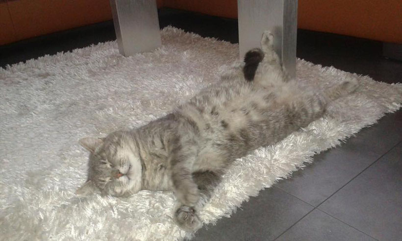 Katze Robi von Herrn Norbert Hofer