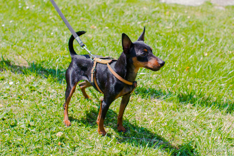Minigolf mit Hund