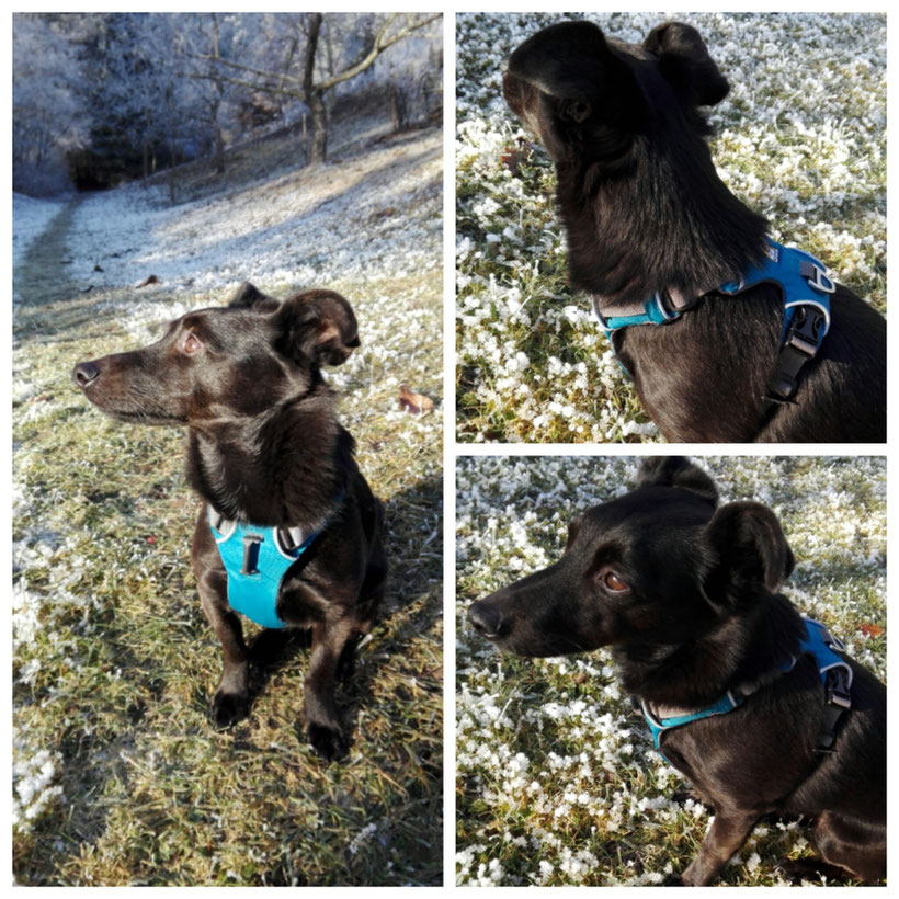 Miles, ein stolzer Gewinner