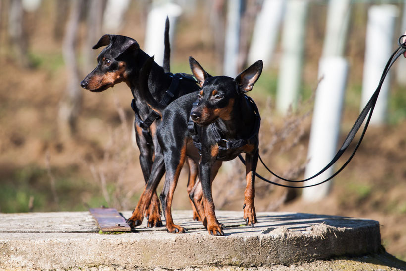 Ein Spaziergang in den Gumpoldskirchntr Weinbergen, Hund
