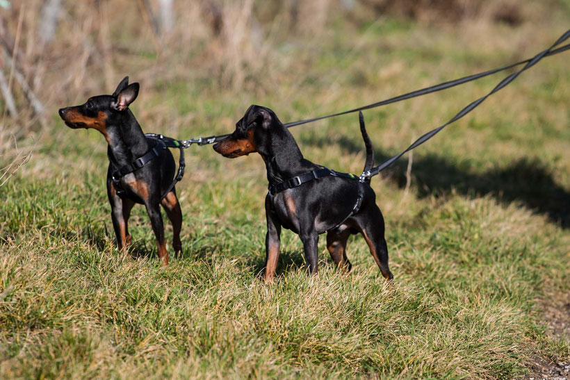 Ein Spaziergang in den Gumpoldskirchntr Weinbergen, Hund