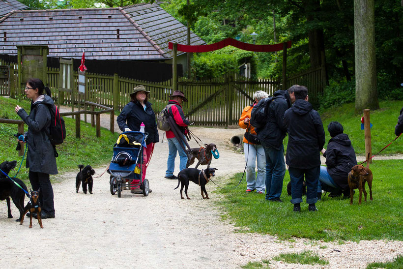 Wo Hund und Wolf sich treffen