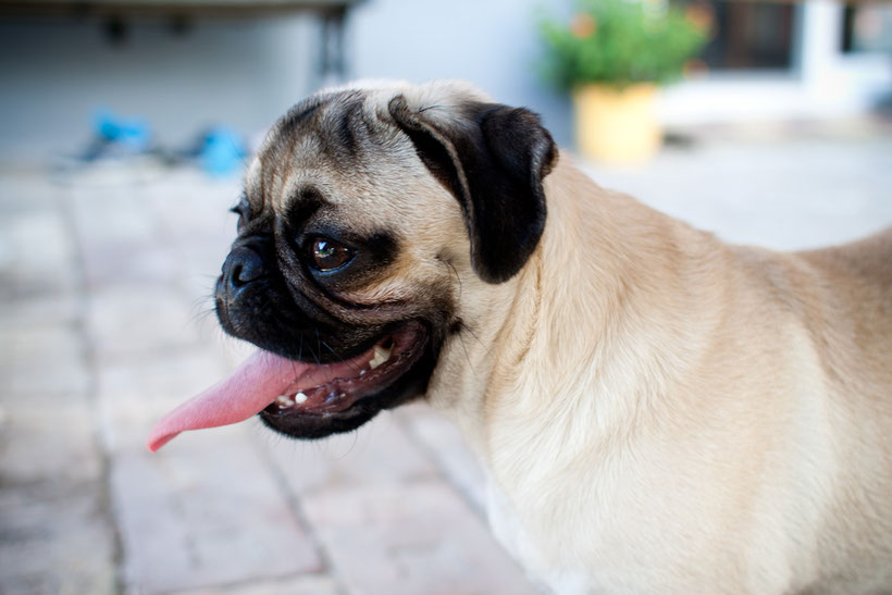 Coole Hunde - AbsolutHund.at