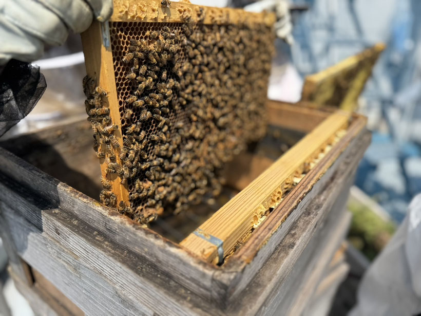 元気だった頃の丘バチ