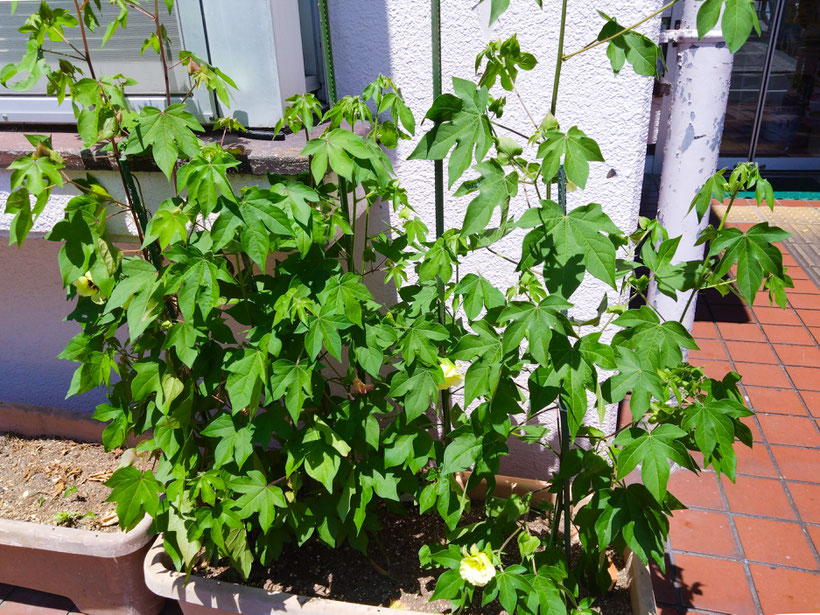 詳しくはPhotoをクリックして下さい！