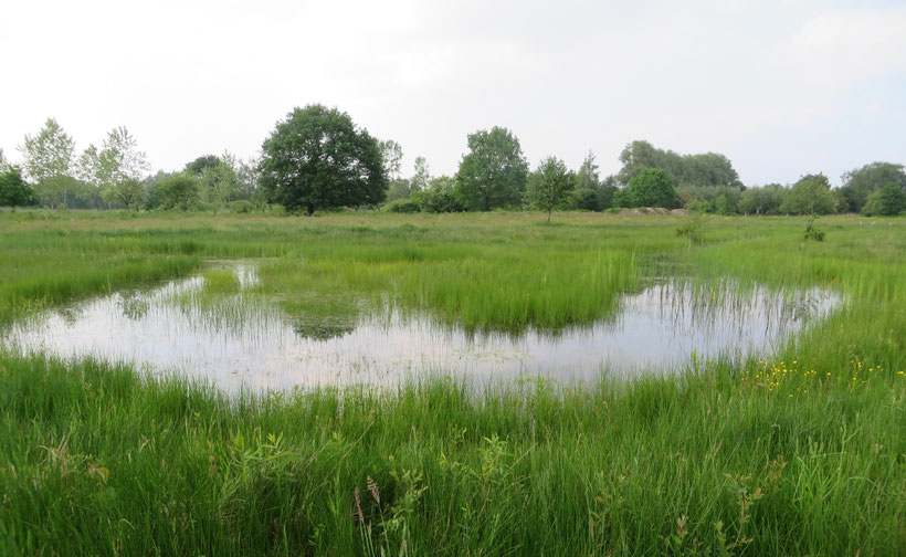 Zumpe Groenendaal natuurontwikkeling Littorellion