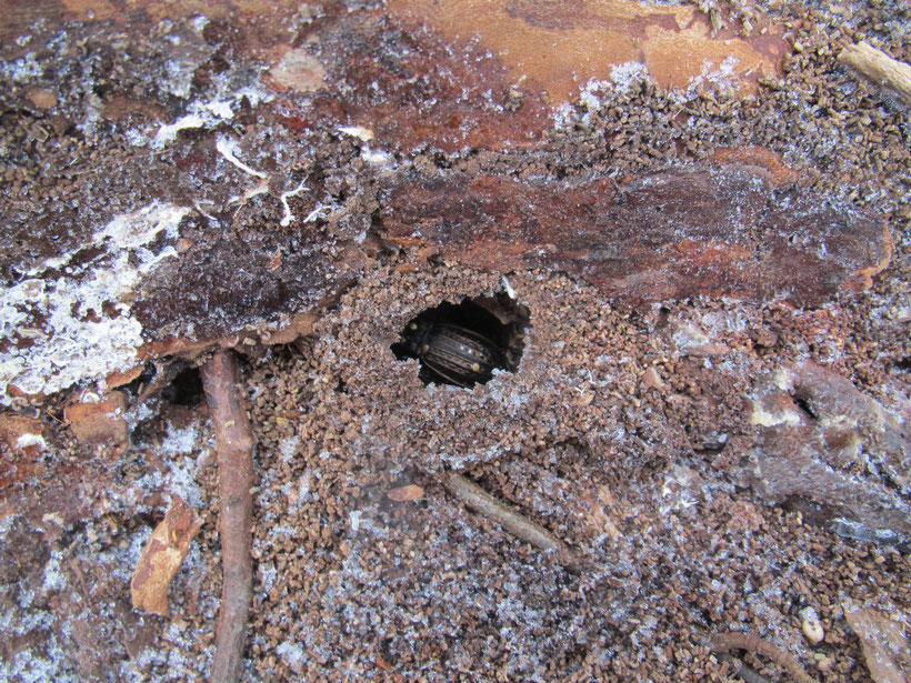 In dood hout overwinterende Carabus granulatus op 26 januari 2013 in de Zumpe.