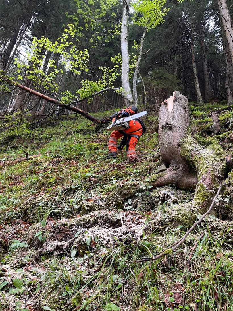 Sicherheitholzerei am Pirweg Bereich Felsenquelle