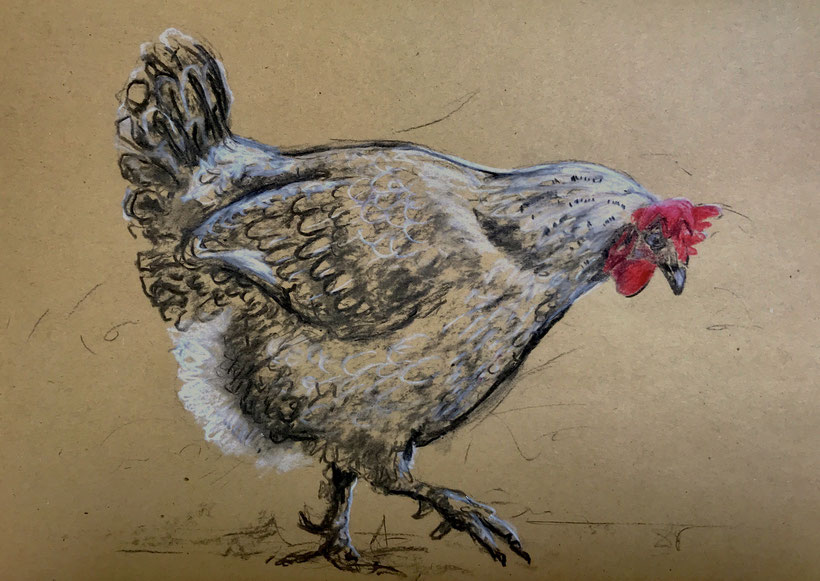 Schreitendes Huhn. Kohlezeichnung auf Packpapier mit Farbstiften und Kreide, 19.6.2018, Ulrike Martens.