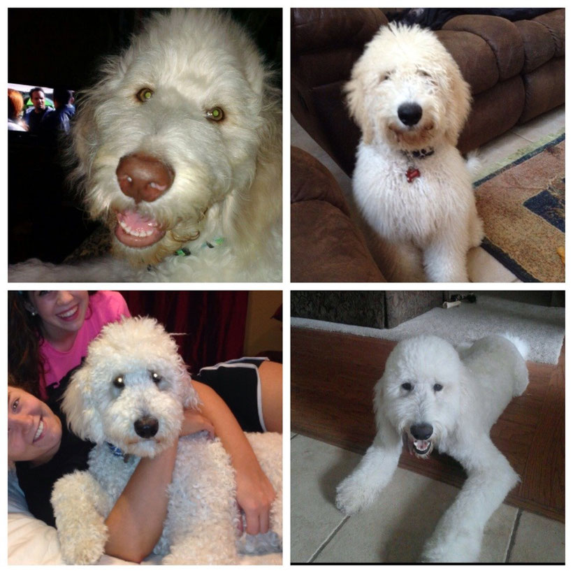Examples of our grown Goldendoodle lines - oodle
