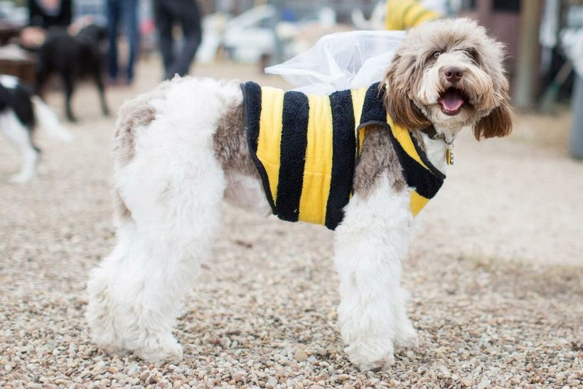 F1 parti Aussiedoodle 