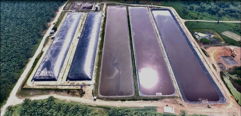 biodigestor biogas extracción de aceite de palma africana - POME construido en Guatemala - Palma africana - Aqualimpia Engineering