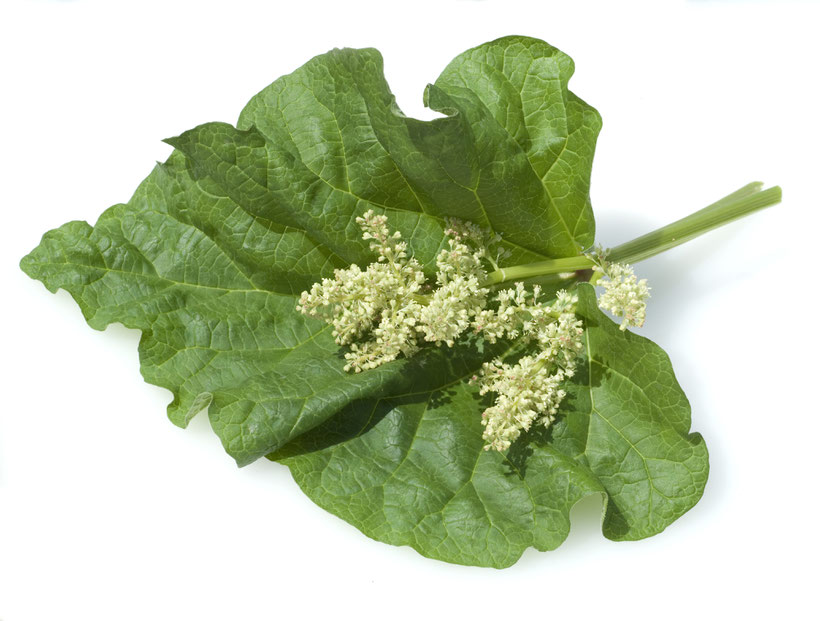 Sibirischer Rhabarber (Arzneiname: Femiloges) / Foto: Ruckszio- AdobeStock.com