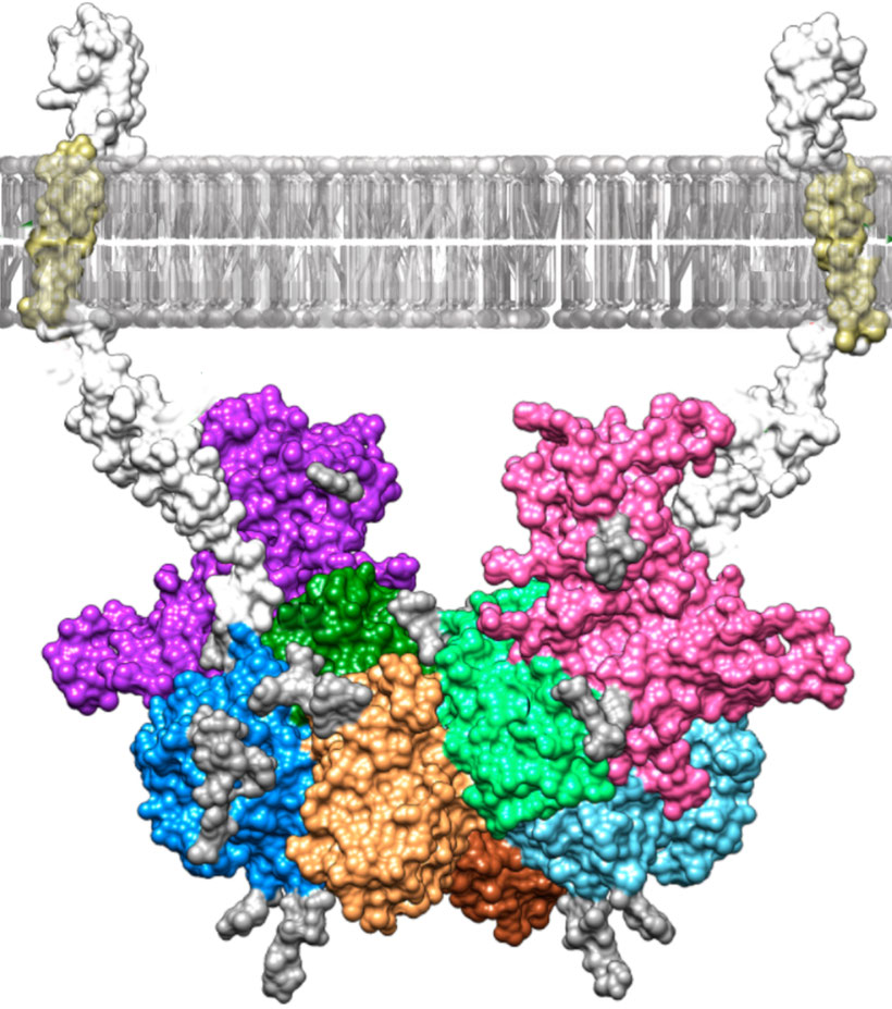 Modell des Molekülkomplexes, der aus der Verbindung des Blutplasmaproteins Fetuin-B (lila und rosa) und des Enzyms Meprin-β (andere Farben) entsteht Abb./©: U. Eckardt et al. (PNAS, 6. April 2021)