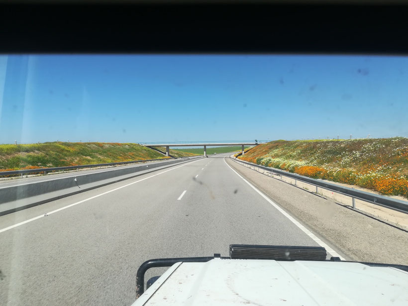 Blumenmeer auf der Autobahn 
