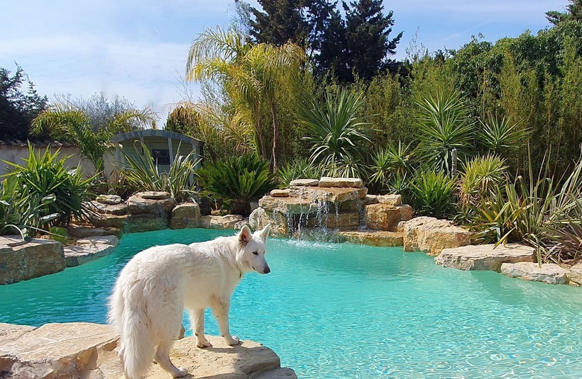 Tarif piscine lagon rochers 
