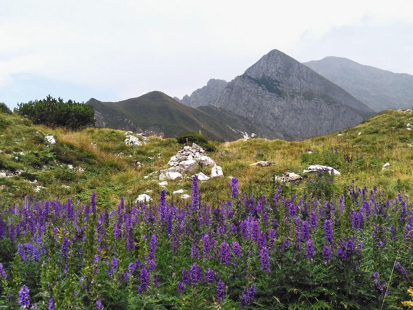 Foto dell'Alpe Campione con fiori viola di napello 
