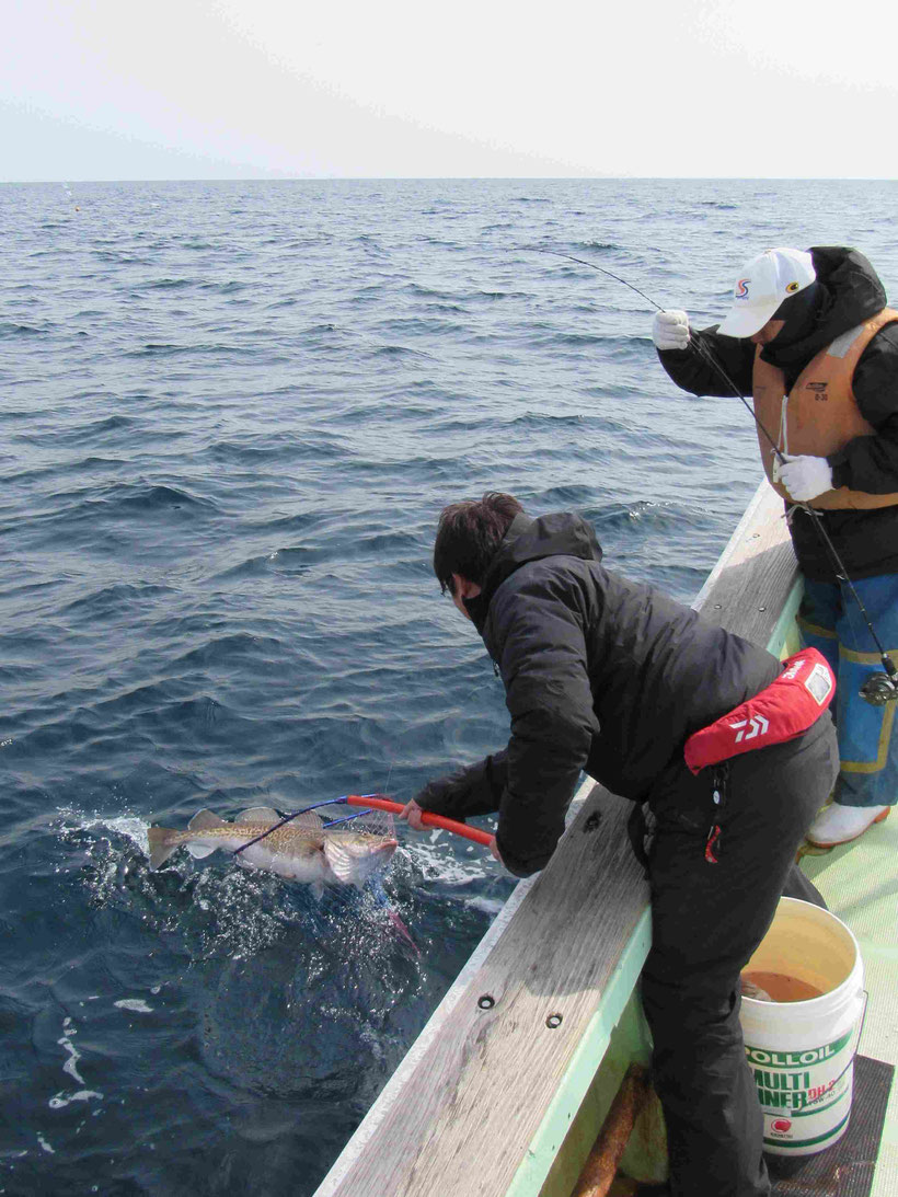 期待していたタラがようやく顔を見せてくれると他の根魚のアタリも出てきました