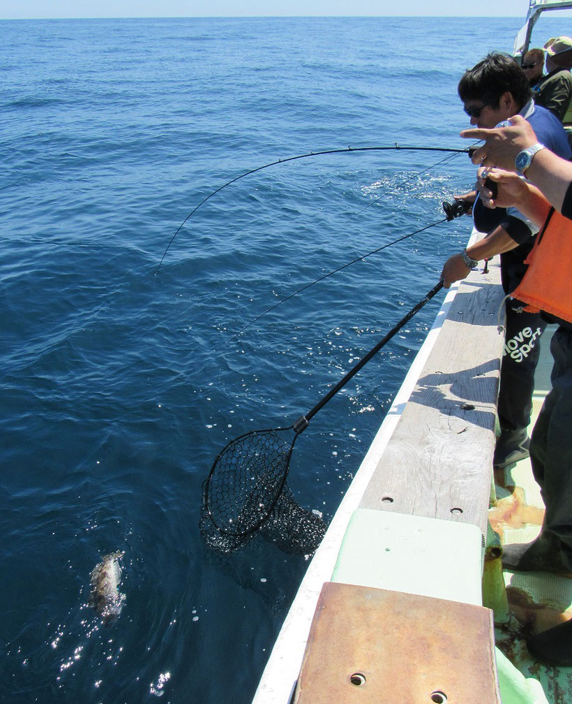 下げ潮ながら良い時合になりましたが根魚のアタリは戻らず、今度はサバが台頭してきました