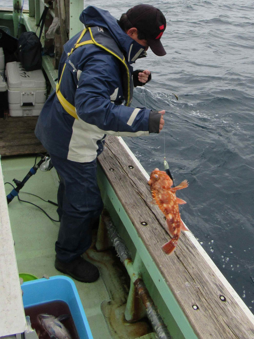 上げ潮も既に7分を迎えようとするころようやく根魚のアタリがでてきました