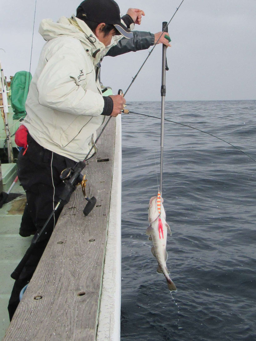 魚探の画面を見つめながら周辺を走り回ってみましたがタラの反応を映すことはありませんでした